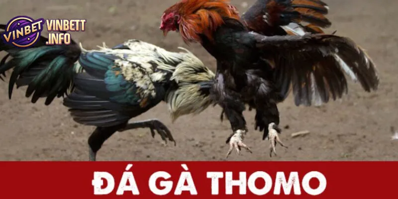 Vinbet cung cấp tỷ lệ cược luôn được cập nhật nhanh chóng