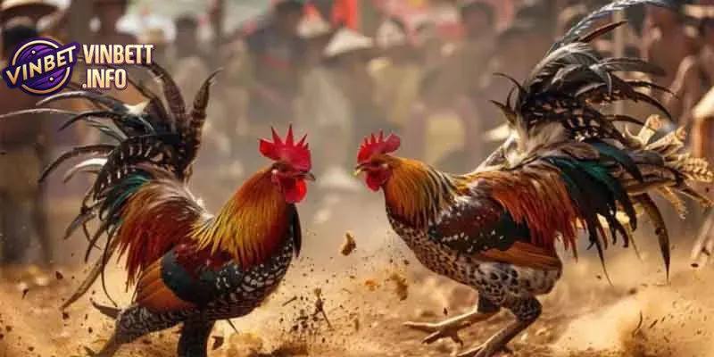 Cược theo tỷ lệ và dự đoán kết quả trận đấu là lựa chọn phổ biến