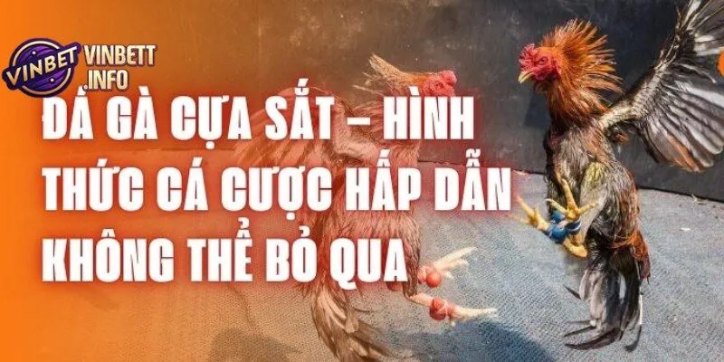 Cần nắm rõ các quy tắc cá cược để tối đa hóa cơ hội thắng