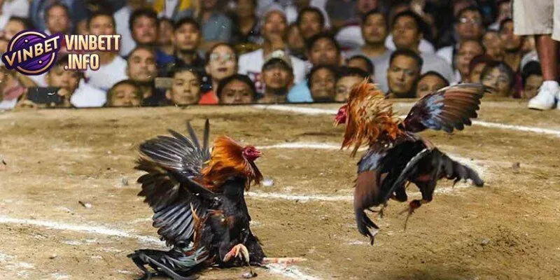 Đá gà cúp C1 là sự kết hợp giữa chiến thuật và may mắn